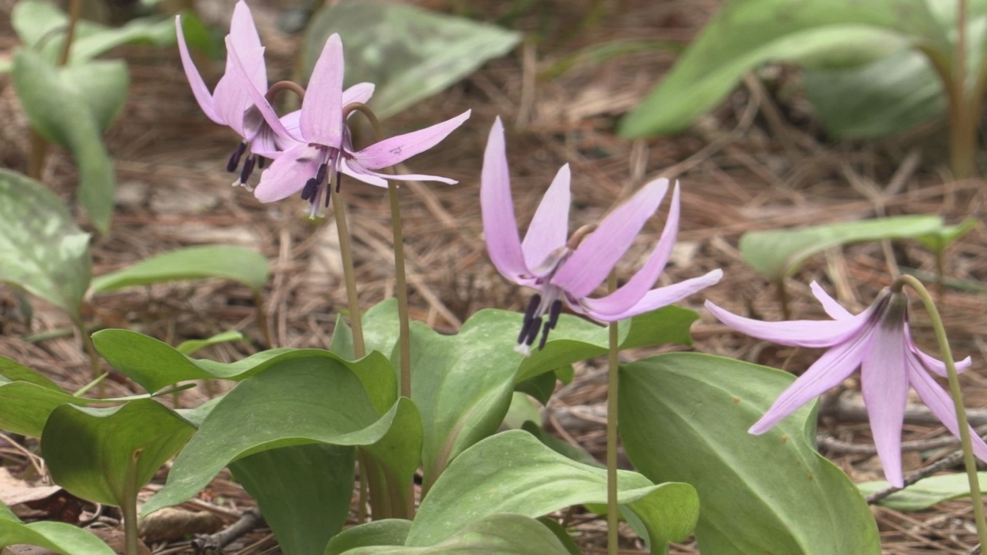 ⛩️ 히가시야마 온천 하구로산 유가미 신사 (Higashiyama Onsen Haguroyama Yugami Jinja) 이미지 7